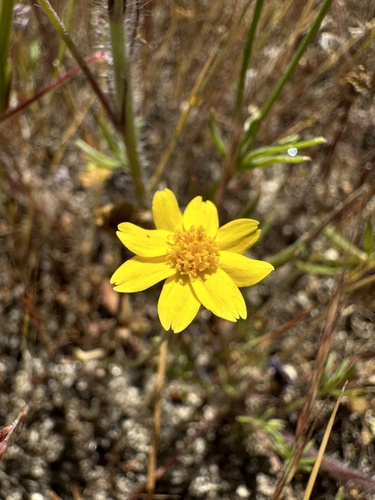 Image of Pseudobahia bahiifolia by (c) Matt Berger, some rights reserved (CC BY)