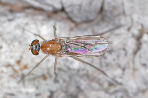 Neurigona aldrichii