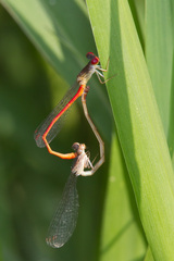 Telebasis digiticollis