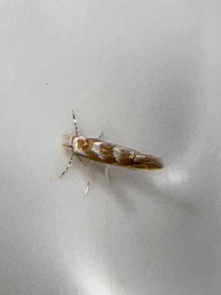 Phyllonorycter occitanica