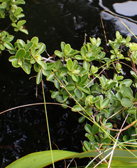 Myrsine coxii, photograph author not stated, no rights reserved