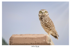 Athene cunicularia