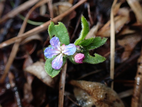 Aegonychon zollingeri, photograph 3