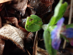 Aegonychon zollingeri, photograph W Rao, CC BY, iNaturalist via GBIF