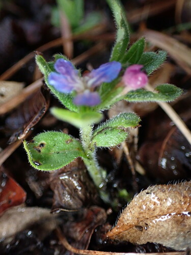 Aegonychon zollingeri, photograph 5
