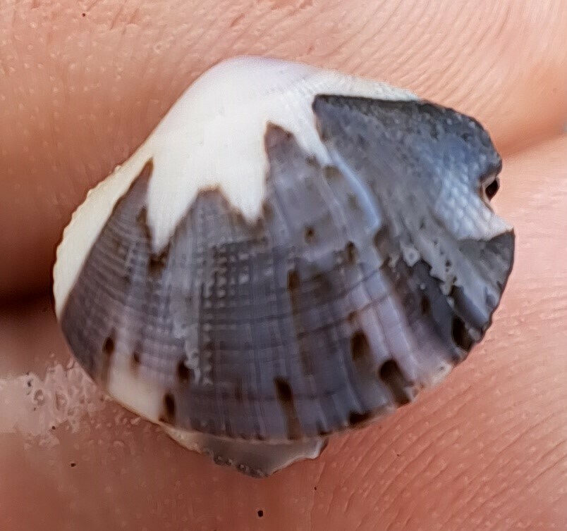 Leukoma grata