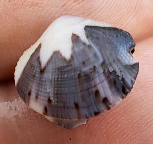 Leukoma grata