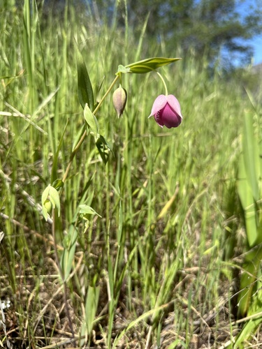 Purple fairy-lantern (Calochortus amoenus)