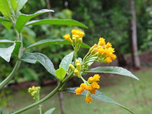 Image of Neurolaena lobata by (c) Alexis López Hernández, some rights reserved (CC BY)