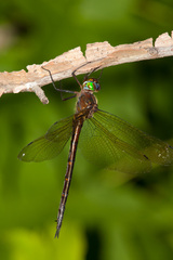 Somatochlora linearis