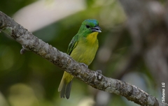 Vireolanius pulchellus