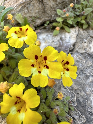 Image of Erythranthe norrisii by (c) Matt Berger, some rights reserved (CC BY)