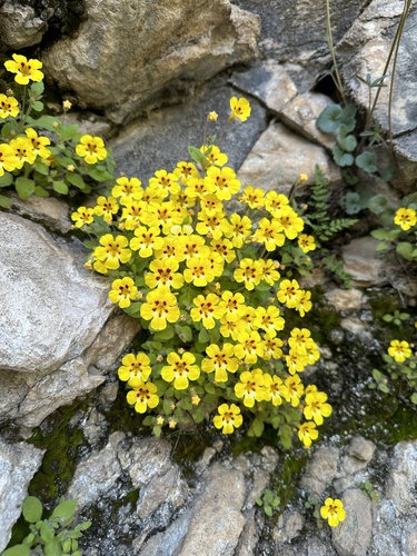 Image of Erythranthe norrisii by (c) Matt Berger, some rights reserved (CC BY)