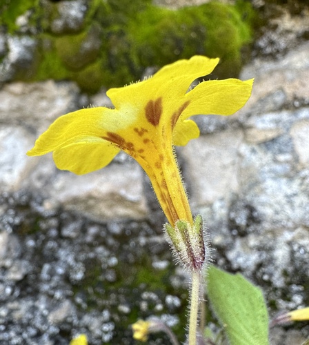 Image of Erythranthe norrisii by (c) Matt Berger, some rights reserved (CC BY)
