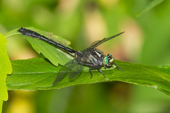 Hylogomphus adelphus