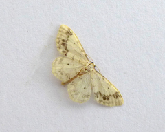 Idaea trigeminata