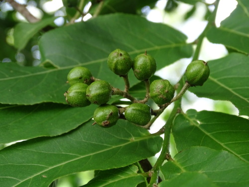 Botoncillo (Casearia) (Casearia corymbosa)