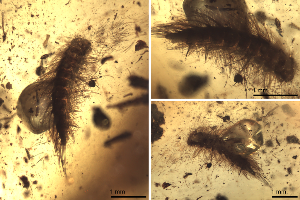 Synxenidae