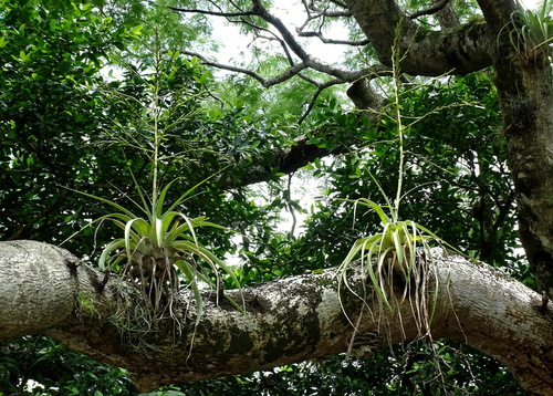 Tillandsia utriculata, photograph 5