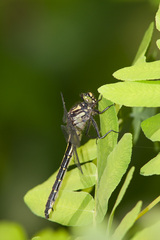 Hylogomphus adelphus