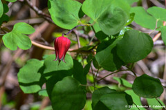 Clematis texensis