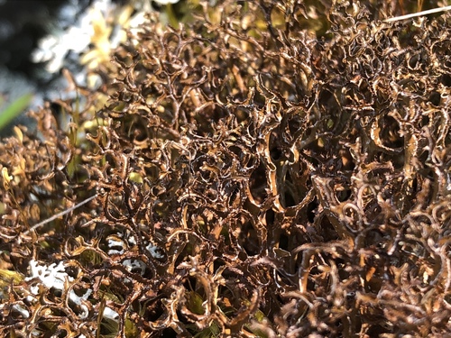 Cetraria islandica ssp. islandica image