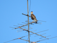 Caracara plancus