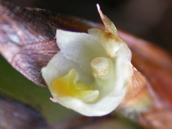 Maxillaria parviflora