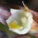 Maxillaria parviflora - Photo (c) Dalton Holland Baptista, algunos derechos reservados (CC BY-SA)