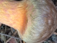 Chroogomphus vinicolor image