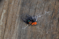 Phidippus nikites