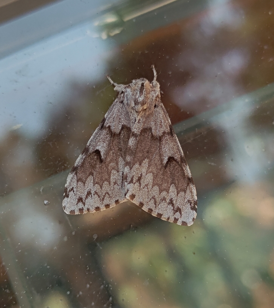 Lymantria argyrochroa