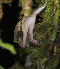 Cyrtodactylus baluensis