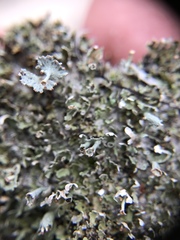Cladonia rappii
