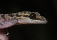 Cyrtodactylus baluensis