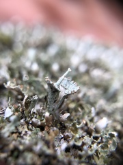 Cladonia rappii