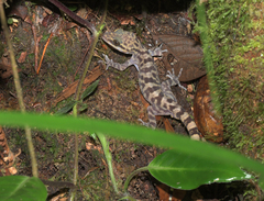 Cyrtodactylus baluensis