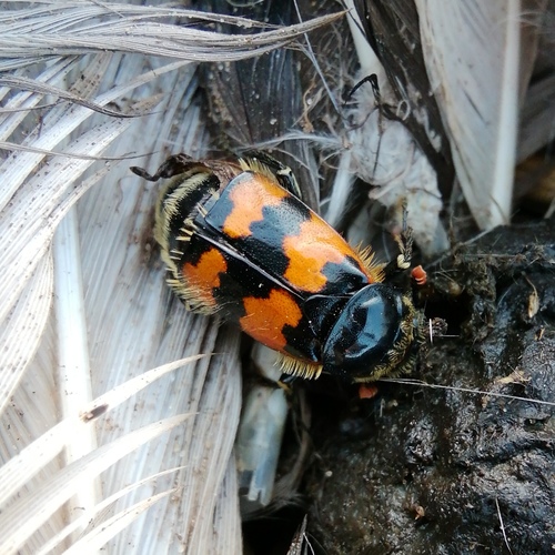 Vespillo Burying Beetle, photo 2 of 10