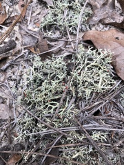 Cladonia leporina