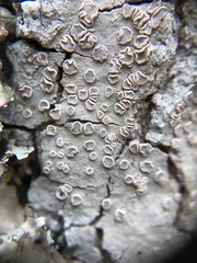 Lecanora subpallens
