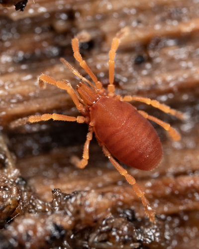 Holosiro acaroides