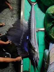 Indo-Pacific Sailfish photo 3