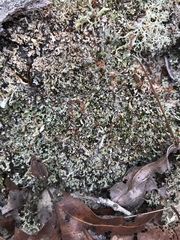 Cladonia subcariosa