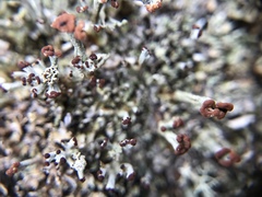 Cladonia subcariosa
