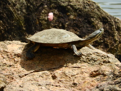 Phrynops geoffroanus