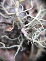 Usnea mutabilis