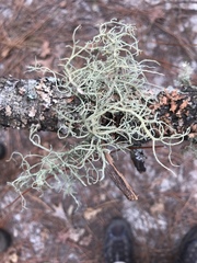 Usnea mutabilis