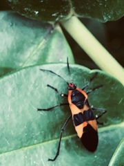 Oncopeltus fasciatus