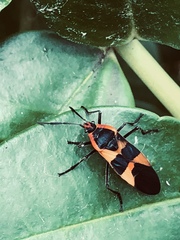 Oncopeltus fasciatus