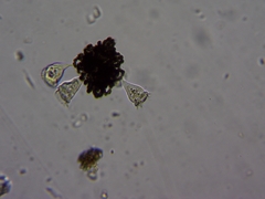 Nostocales
